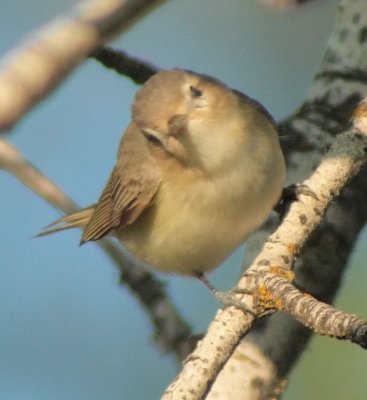 Warbling Vireo, Yakima Popoff Trail,  DPP_1029022.jpg