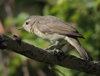 Warbling Vireo, Yakima Popoff Trail, Warbling Vireo DPP_1029023.jpg