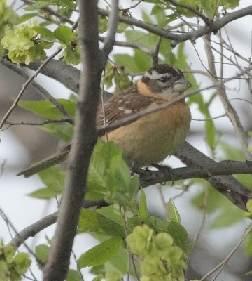 female Black-headed Grosbeak, Yakima  DPP_1029356.jpg