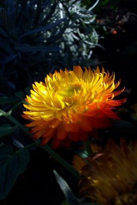strawflower