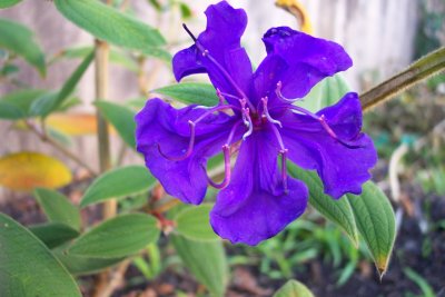tibouchina/princess flower