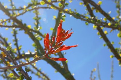 ocotillo