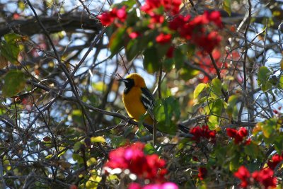 oriole bougainvilla