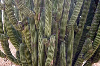 beautiful cactus