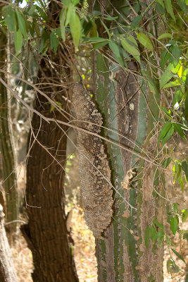 bee hive cactus mesquite
