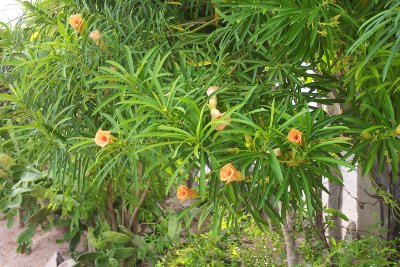 oleander