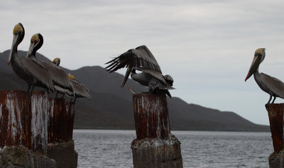 pelican love - Bahia Magdalena