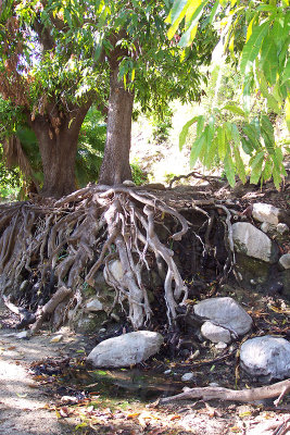 fig - San Bartolo arroyo