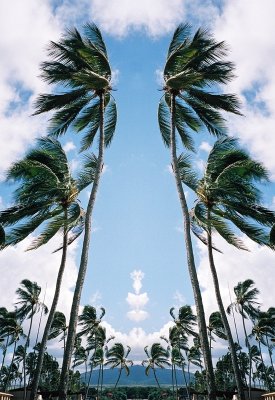 TWIN PALMS  Hale' iwa, Hawaii