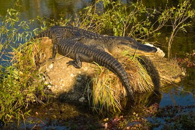 American Alligators