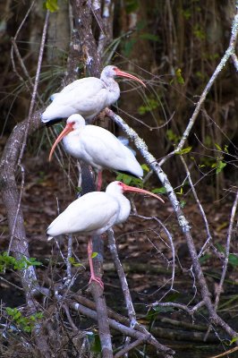 White Ibises 2