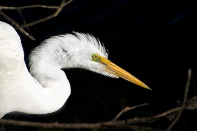 Great Egret 6