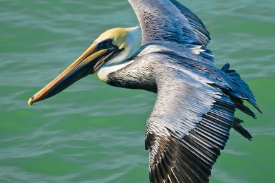 Brown Pelican