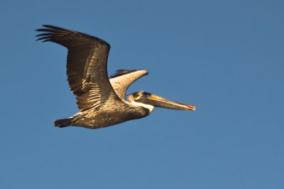 Brown Pelican 2