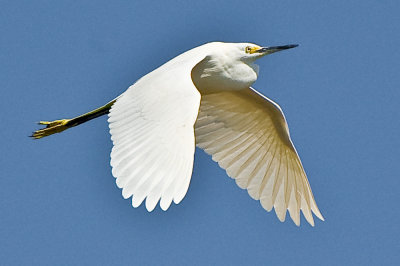 Snowy Egret 3