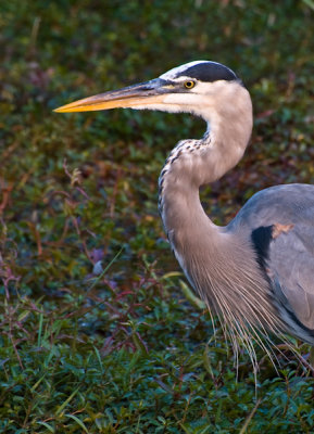 Great Blue Heron 2
