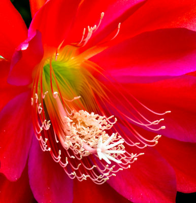 Flower Majesty