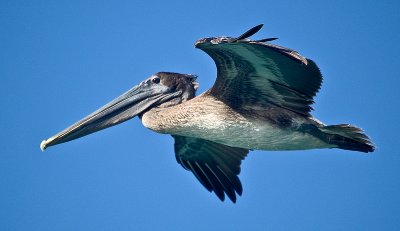 Brown Pelican 1