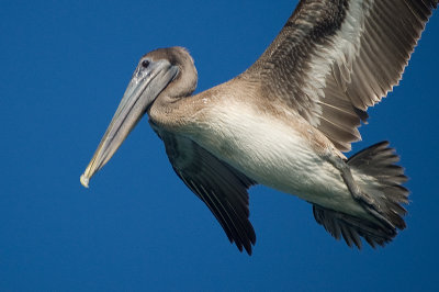 Brown Pelican 2