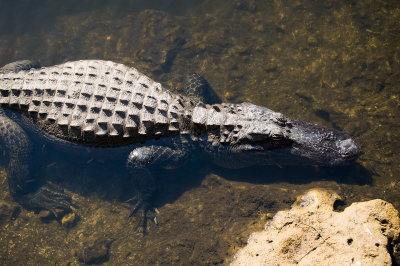 American Alligator 1