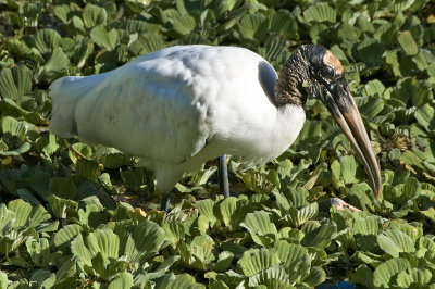 Wood Stork 2