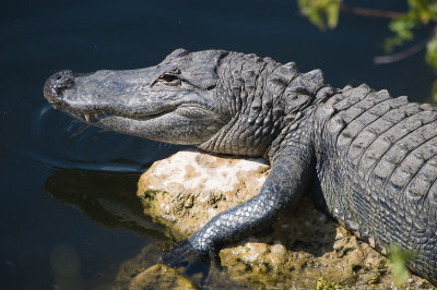 American Alligator 2