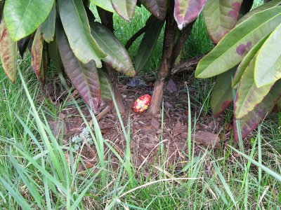 Egg under a bush