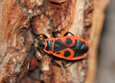 Southern European Fire Bug (Pyrrhocoris apterus)