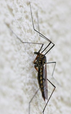 Male Mosquito