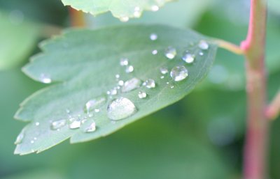 Morning Dew