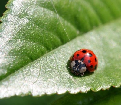 Seven Spot Ladybird (Coccinella septempunctata)