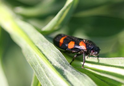 Spittlebug (Cercopis sanguinolenta)