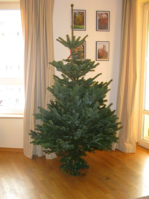 christmas tree start.jpg