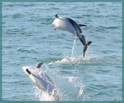 Dusky dolphin pair