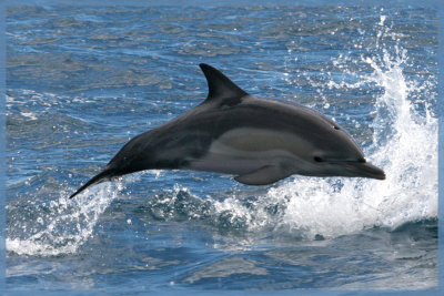 Young Bottlenose dolphin