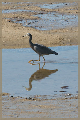 Heron reflection