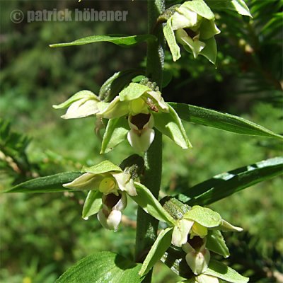 epipactisdistans.jpg