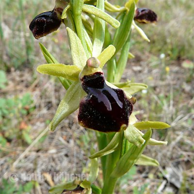 ophrysaranifera2.jpg