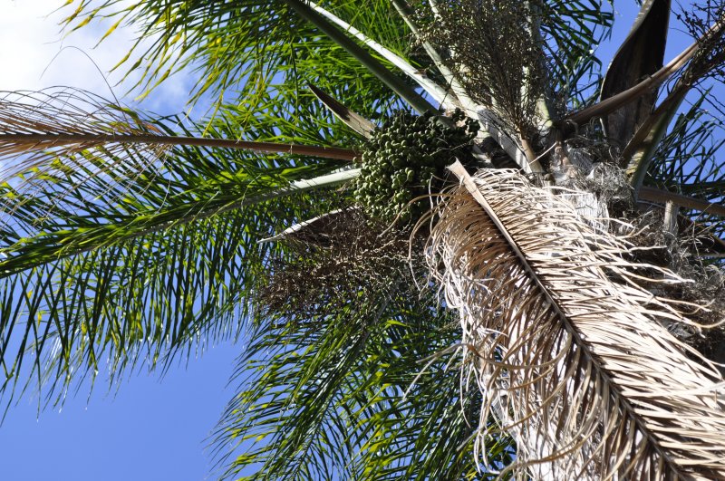 looking up at palm
