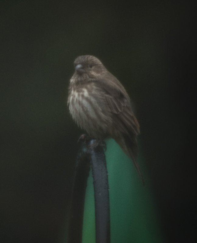 Little Sparrow in the rain
