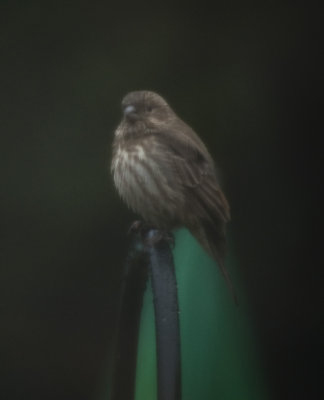 Rainy day sparrow.jpg