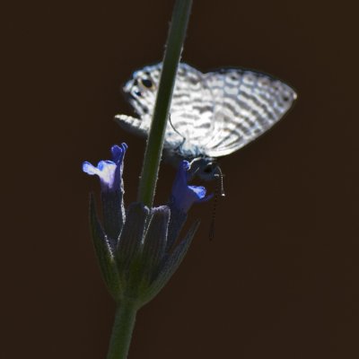 Irridescent Moth on Lavender