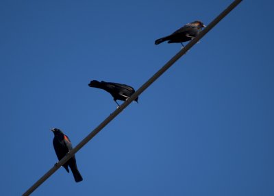 Three on a Wire