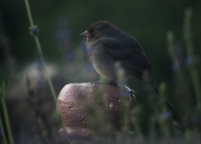 Fluff Ball Bird