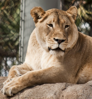 Female Lioness