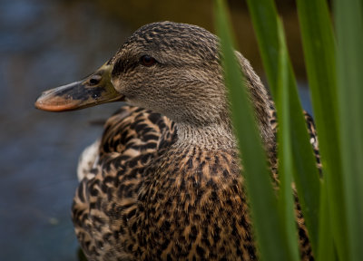 Duck in Reeds
