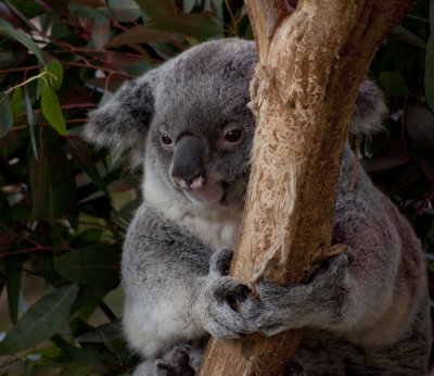 Peeking Koala