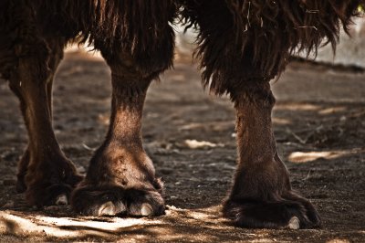 Camel Feet