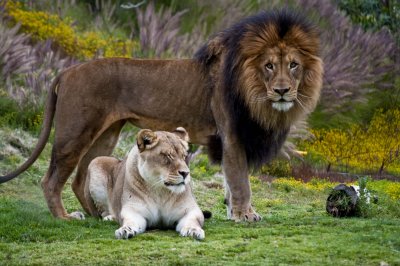 Lion Giving Me the Eye