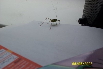 unknown insect